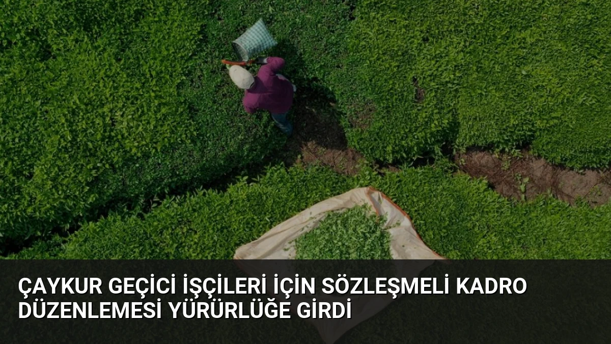 ÇAYKUR Geçici İşçileri İçin Sözleşmeli Kadro Düzenlemesi Yürürlüğe Girdi