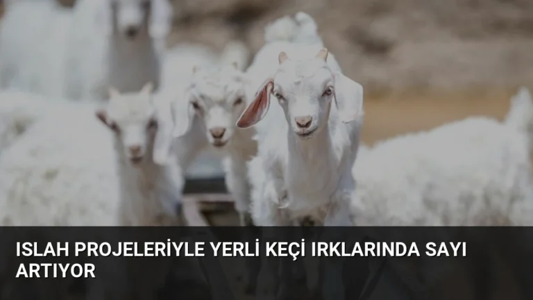Islah Projeleriyle Yerli Keçi Irklarında Sayı Artıyor