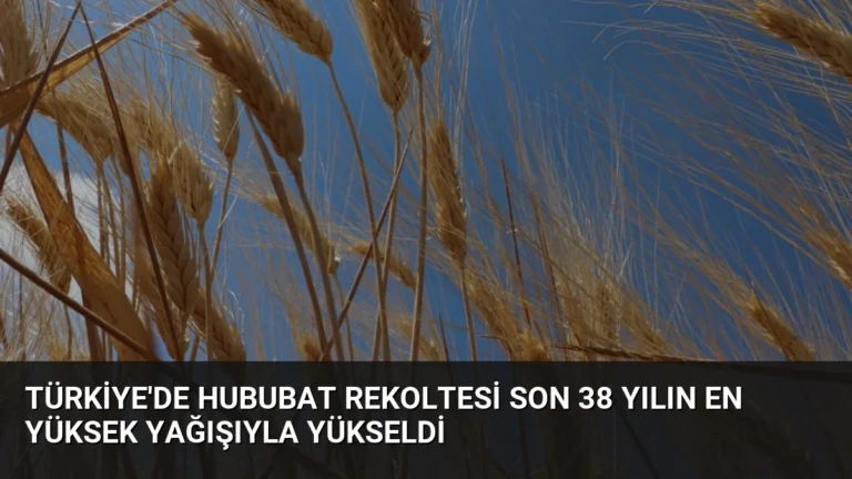Türkiye’de Hububat Rekoltesi Son 38 Yılın En Yüksek Yağışıyla Yükseldi