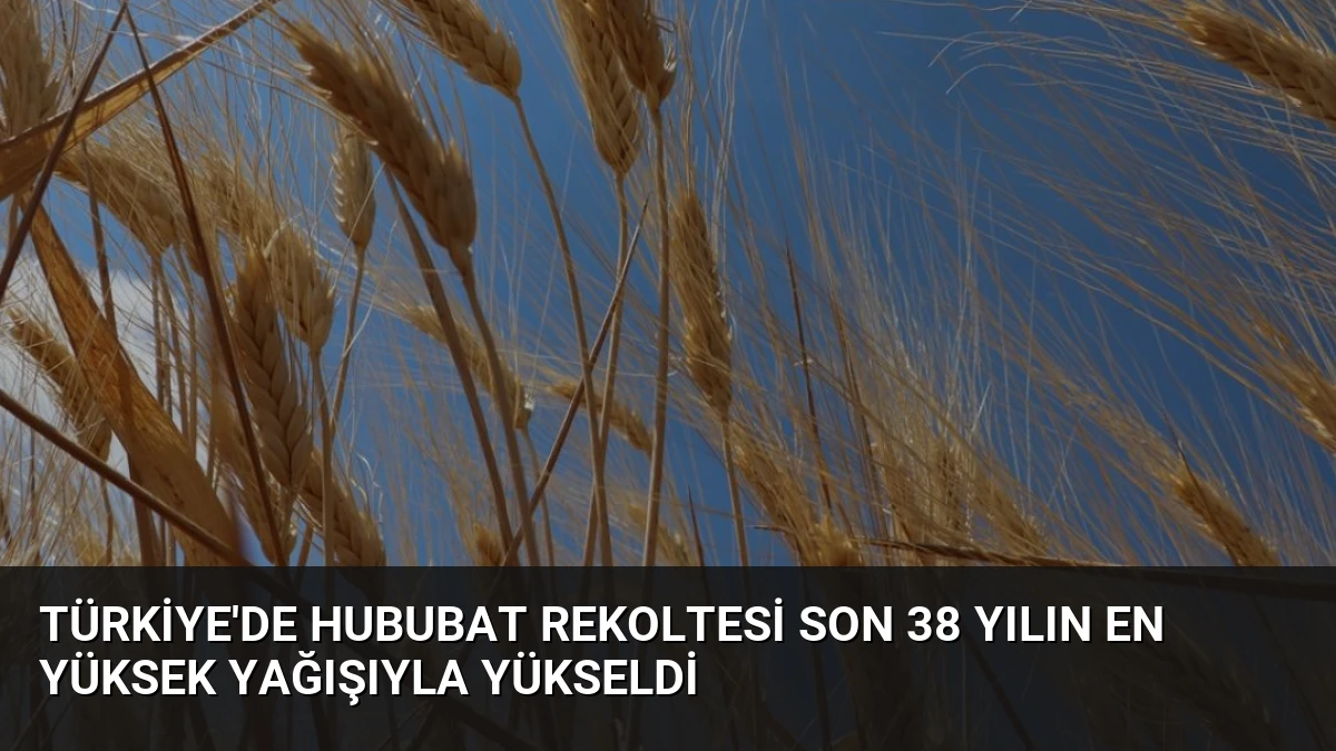 Türkiye’de Hububat Rekoltesi Son 38 Yılın En Yüksek Yağışıyla Yükseldi