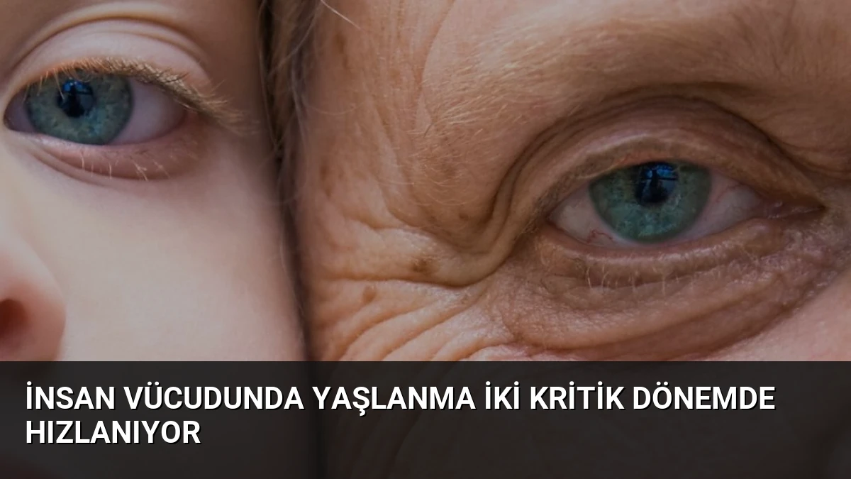 İnsan Vücudunda Yaşlanma İki Kritik Dönemde Hızlanıyor