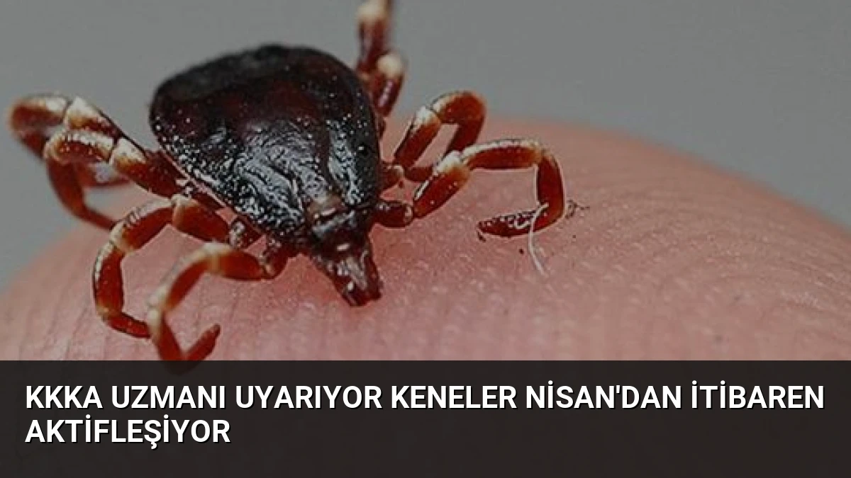 KKKA Uzmanı Uyarıyor Keneler Nisan’dan İtibaren Aktifleşiyor
