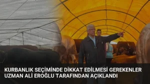 Kurbanlık Seçiminde Dikkat Edilmesi Gerekenler Uzman Ali Eroğlu Tarafından Açıklandı