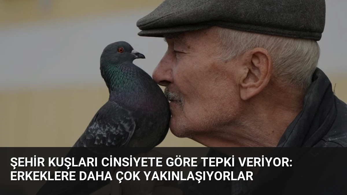 Şehir Kuşları Cinsiyete Göre Tepki Veriyor: Erkeklere Daha Çok Yakınlaşıyorlar