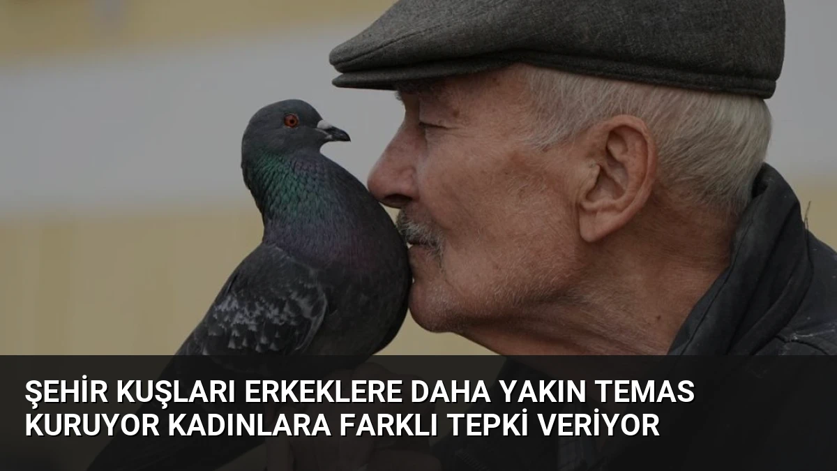 Şehir Kuşları Erkeklere Daha Yakın Temas Kuruyor Kadınlara Farklı Tepki Veriyor