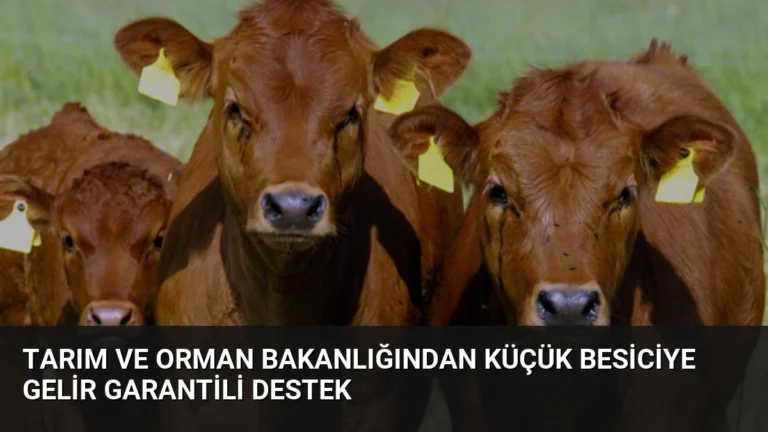 Tarım ve Orman Bakanlığından Küçük Besiciye Gelir Garantili Destek