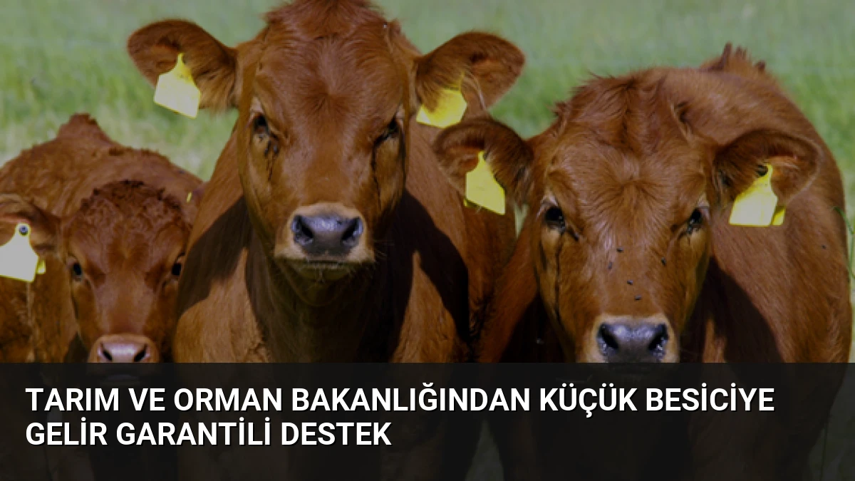 Tarım ve Orman Bakanlığından Küçük Besiciye Gelir Garantili Destek