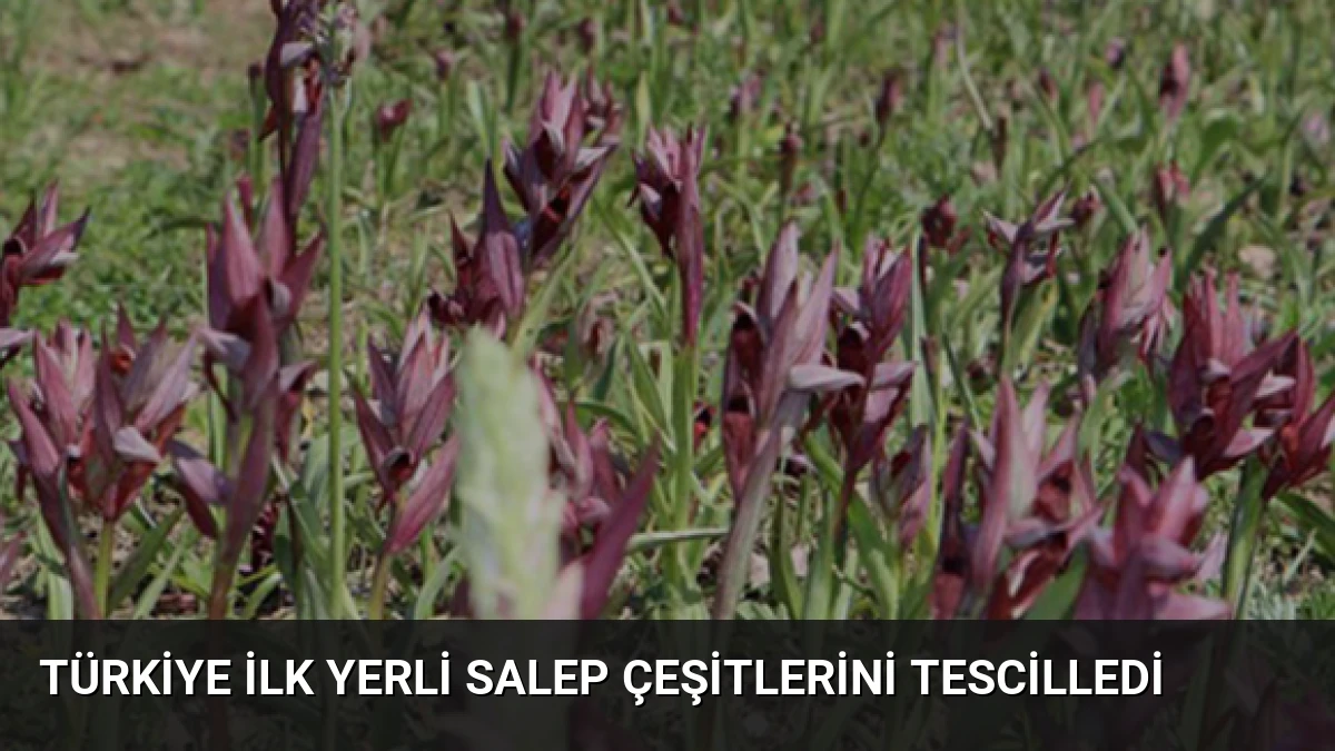 Türkiye İlk Yerli Salep Çeşitlerini Tescilledi