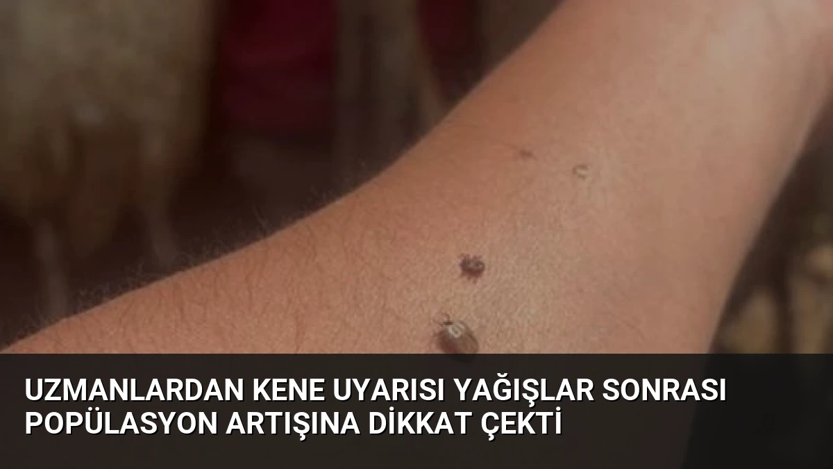 Uzmanlardan Kene Uyarısı Yağışlar Sonrası Popülasyon Artışına Dikkat Çekti