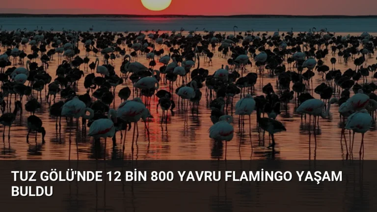 Tuz Gölü’nde 12 Bin 800 Yavru Flamingo Yaşam Buldu