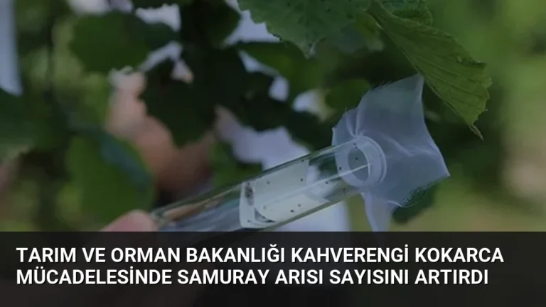 Tarım ve Orman Bakanlığı Kahverengi Kokarca Mücadelesinde Samuray Arısı Sayısını Artırdı